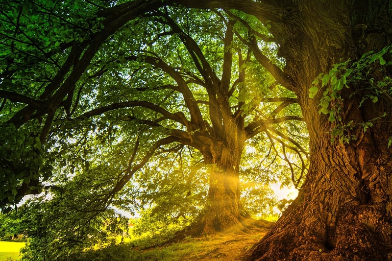 Magical Woodlands